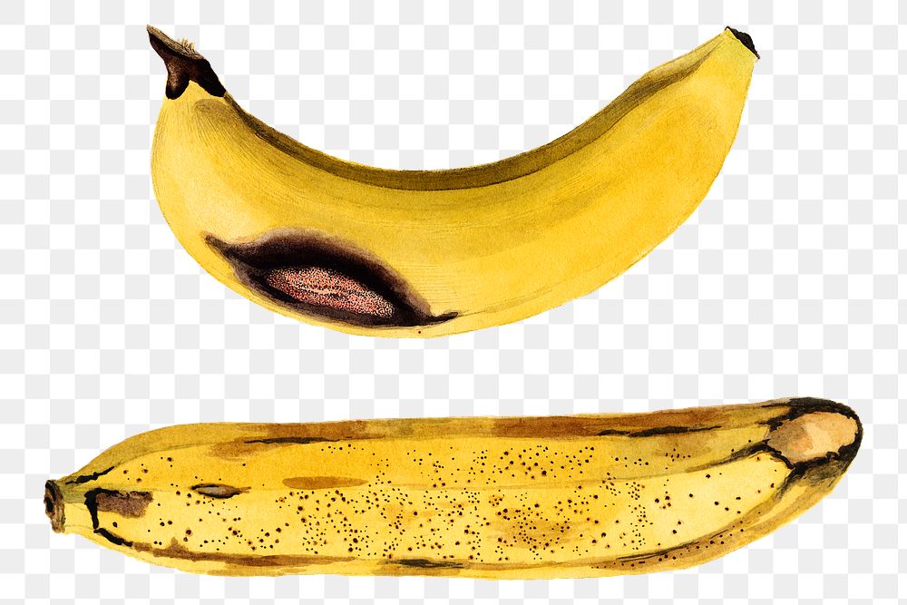 Vintage bananas transparent png. Digitally enhanced illustration from U.S. Department of Agriculture Pomological Watercolor…