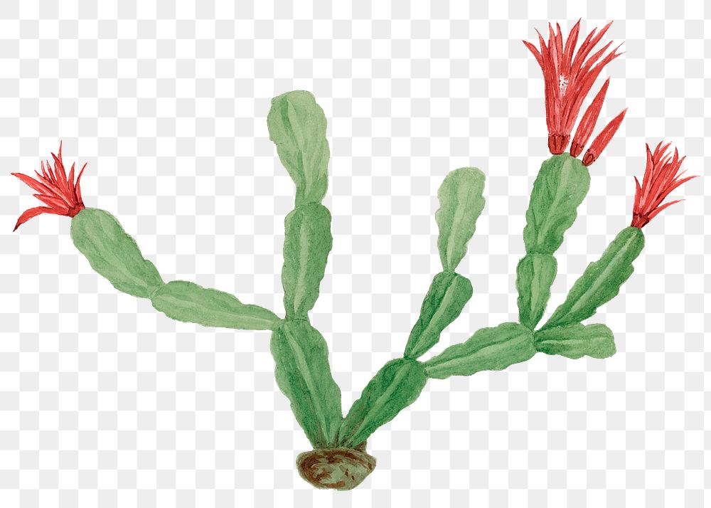 Christmas cactus png illustration, vintage botanical design