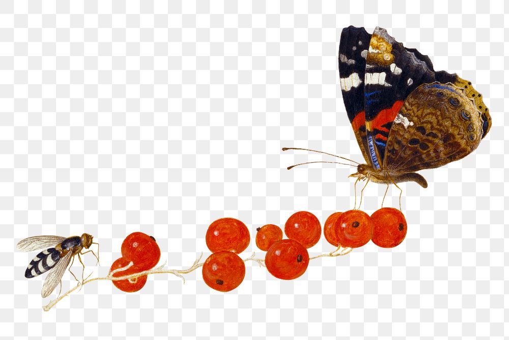 Bug png with moth and insect on red currants illustration, remixed from artworks by Jan van Kessel