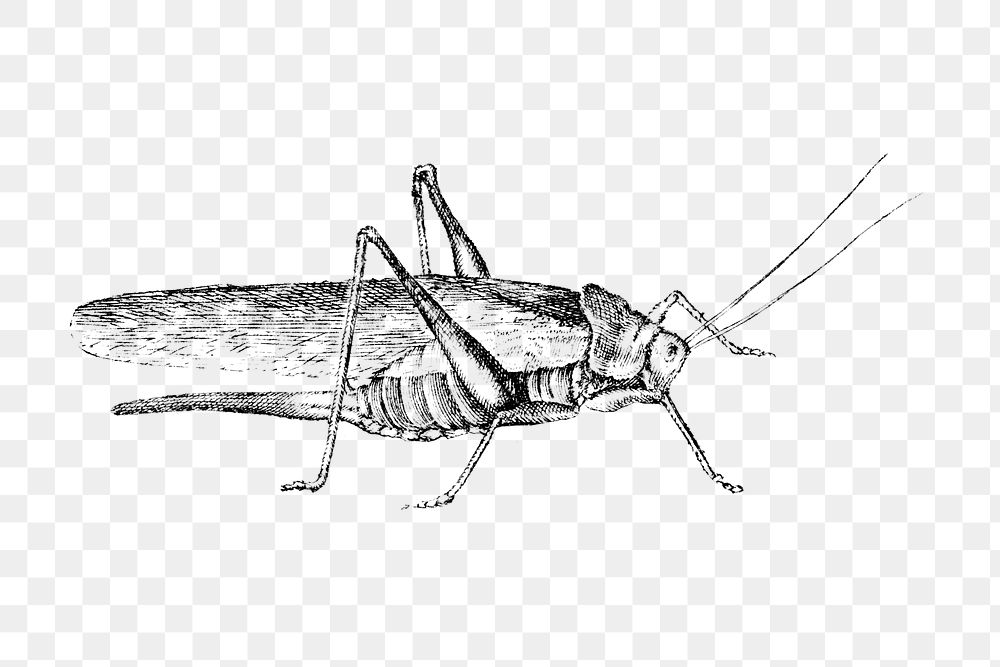 Grasshopper monochrome design element