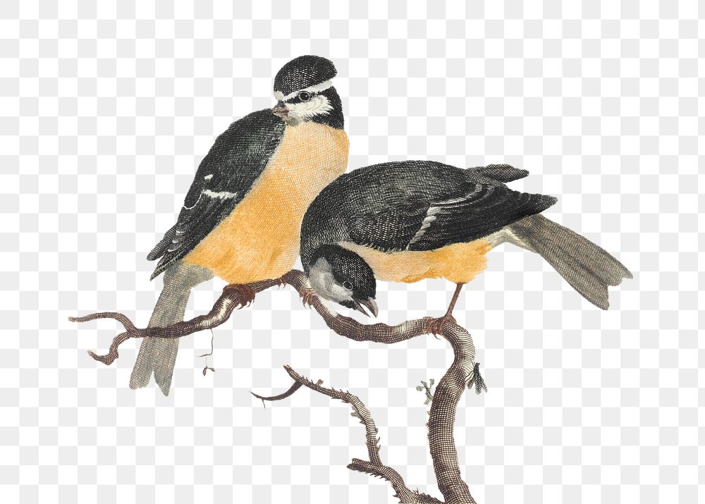 Yellow and black birds on branch design element