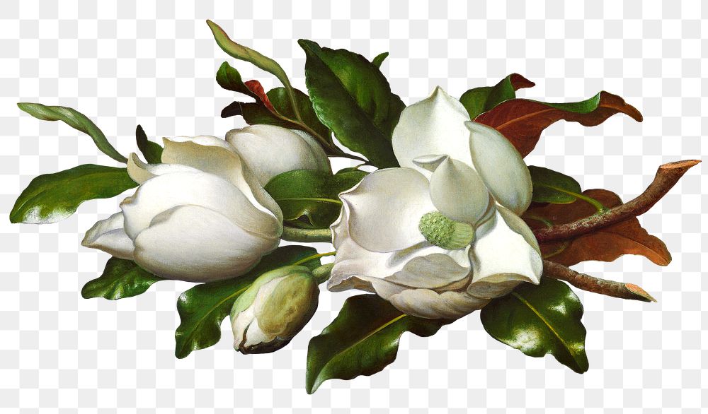 Vintage white Magnolia flowers png illustration, remix from artworks by Martin Johnson Heade