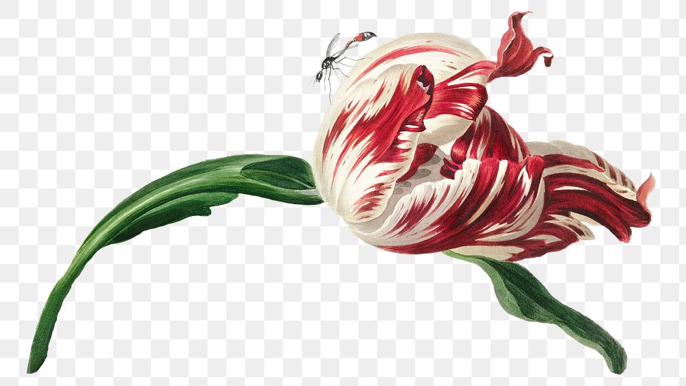 Vintage tulip flower sticker illustration png