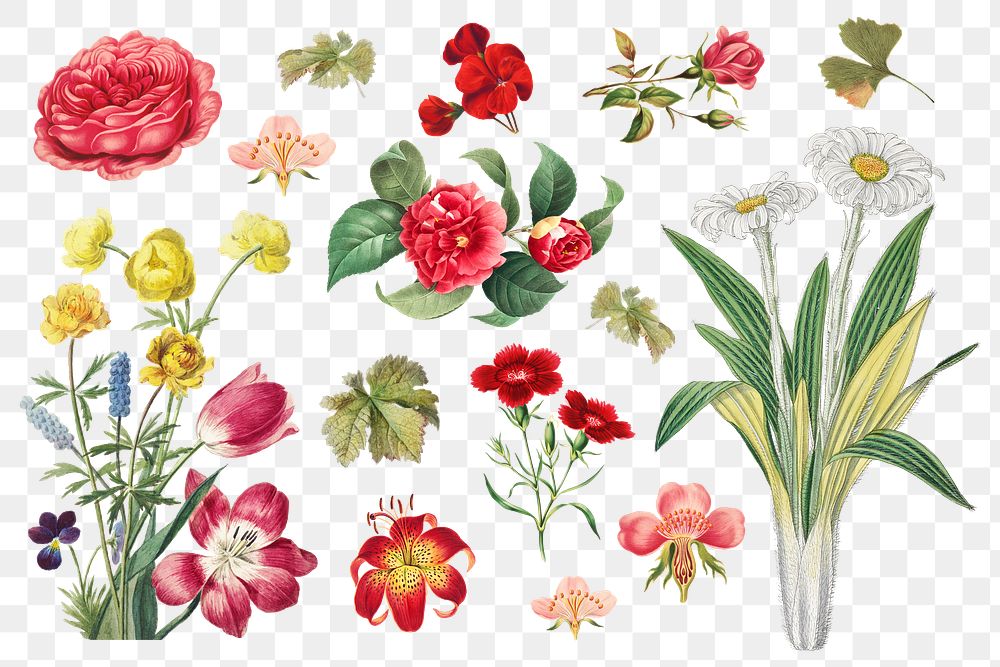 Vintage flower botanical png illustration set