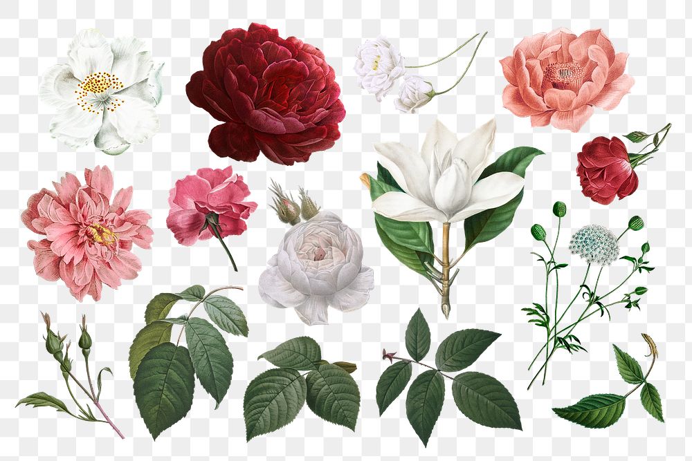 Beautiful hand drawn various roses collection transparent background png