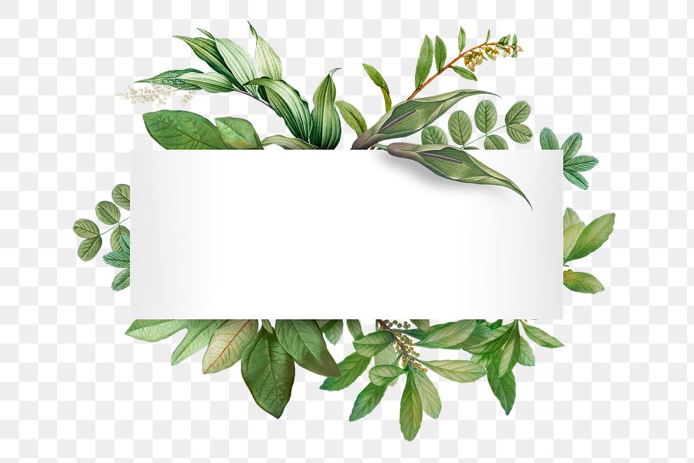 Tropical botanical banner transparent png