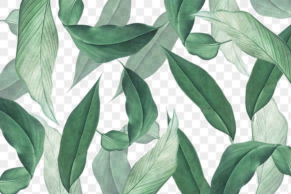 Hand drawn tropical leaves background transparent png
