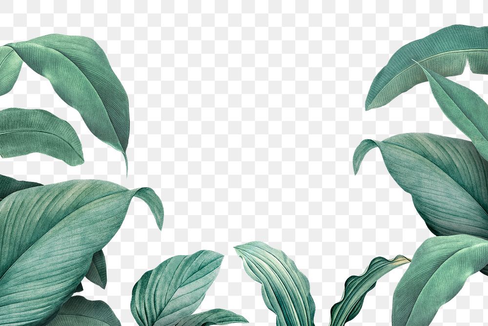 Hand drawn tropical leaves transparent background png