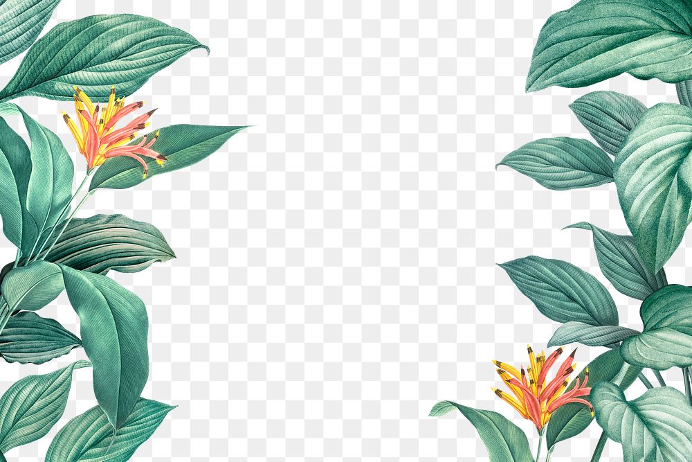 Hand drawn tropical leaves on a white background transparent png