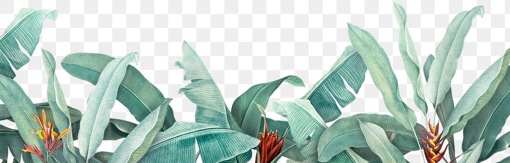 Hand drawn tropical leaves banner  transparent png