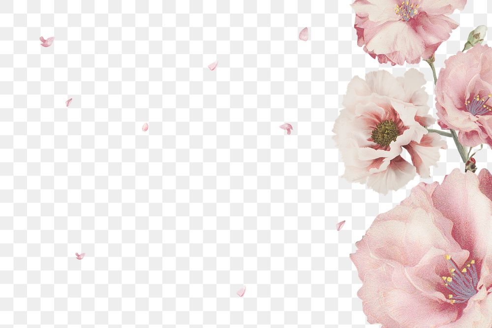 Pink cherry blossom and peony flower branch border frame on transparent background
