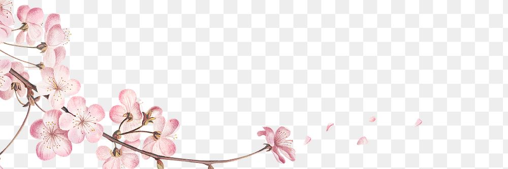 Pink cherry blossom flower branch border frame transparent background banner