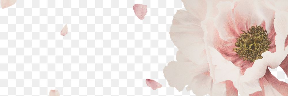 Pink peony blossom flower branch border frame transparent background banner