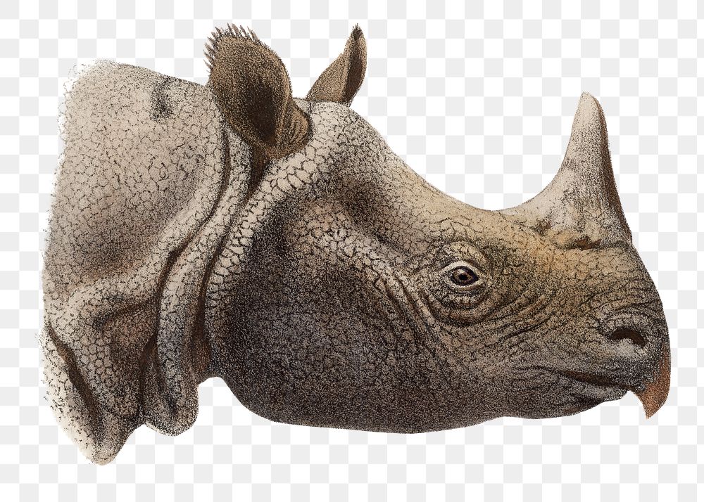 Vintage rhino png sticker, animal illustration, transparent background