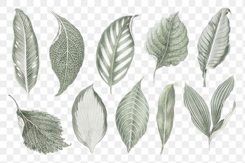 Silver leaf png sticker, aesthetic nature illustration on transparent background set