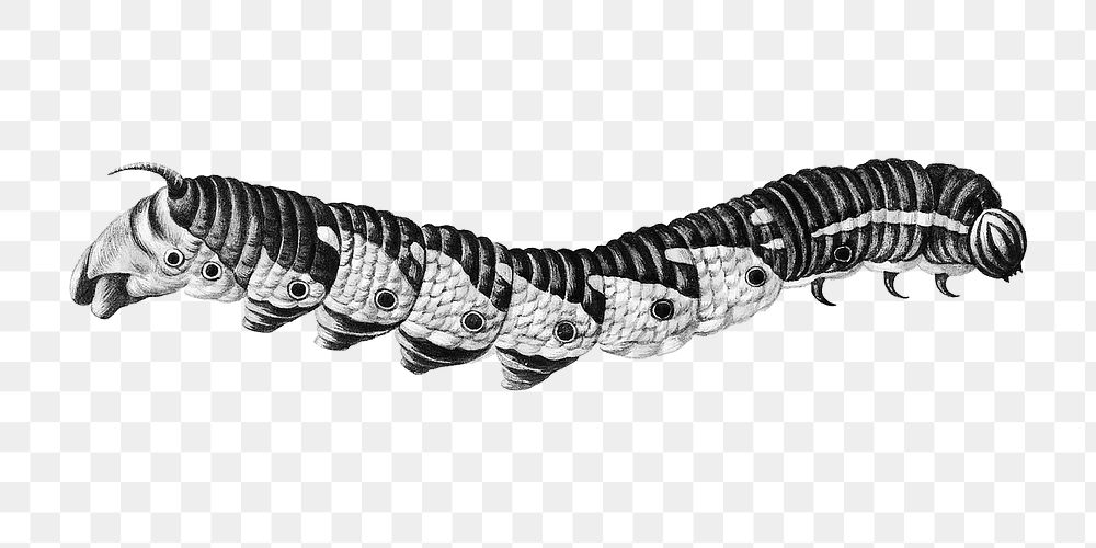 Vintage black and white caterpillar design element