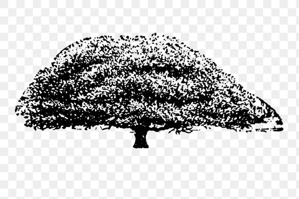 Tree sticker png, black ink drawing, digitally enhanced from our own original copy of The Open Door to Independence (1915)…