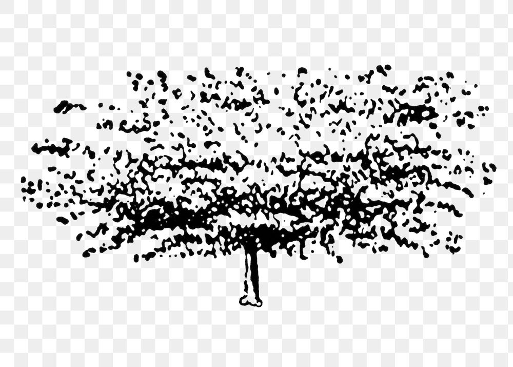 Willow tree png sticker, digitally enhanced from our own original copy of The Open Door to Independence (1915) by Thomas E.…