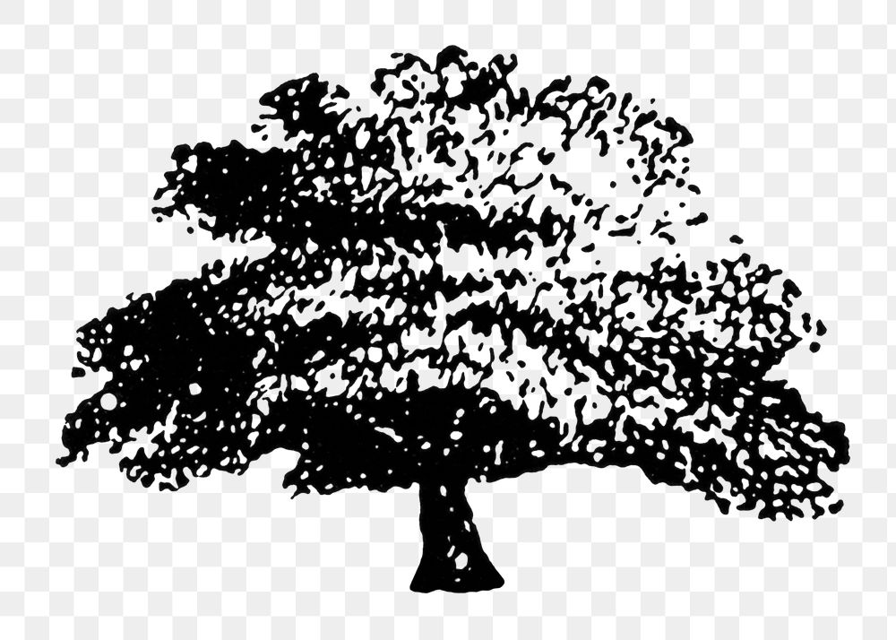 Hand drawn tree png sticker, digitally enhanced from our own original copy of The Open Door to Independence (1915) by Thomas…