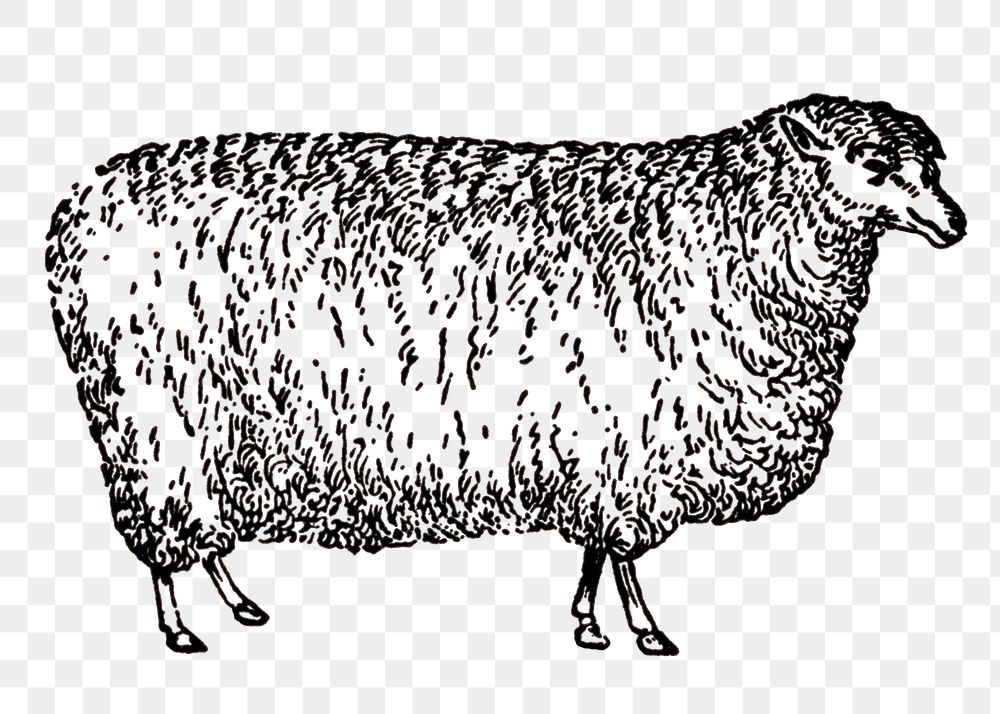 Sheep sticker png, black ink drawing, digitally enhanced from our own original copy of The Open Door to Independence (1915)…