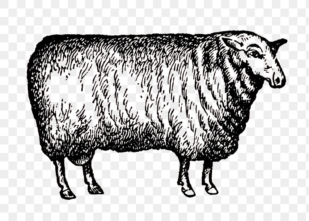 Sheep sticker png, black ink drawing, digitally enhanced from our own original copy of The Open Door to Independence (1915)…