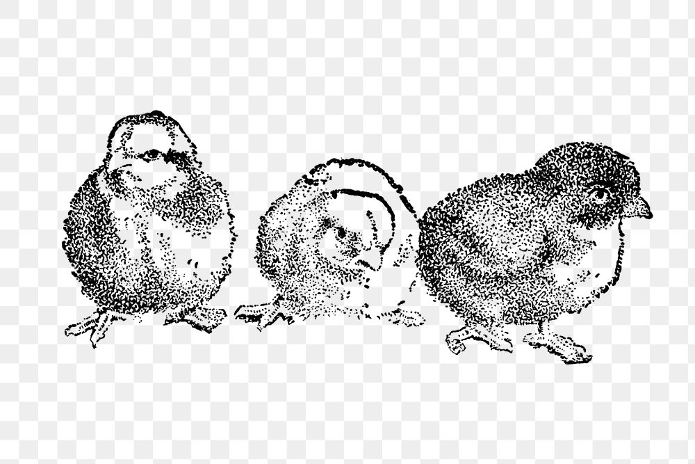 Chick sticker png, black ink drawing, digitally enhanced from our own original copy of The Open Door to Independence (1915)…