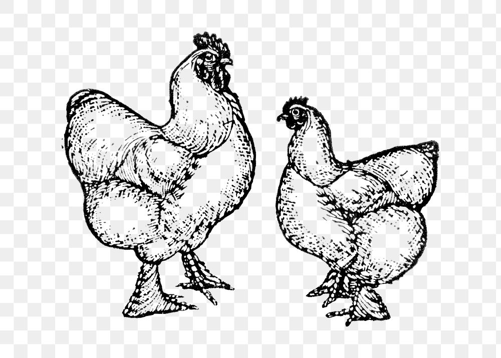 Chicken sticker png, black ink drawing, digitally enhanced from our own original copy of The Open Door to Independence…