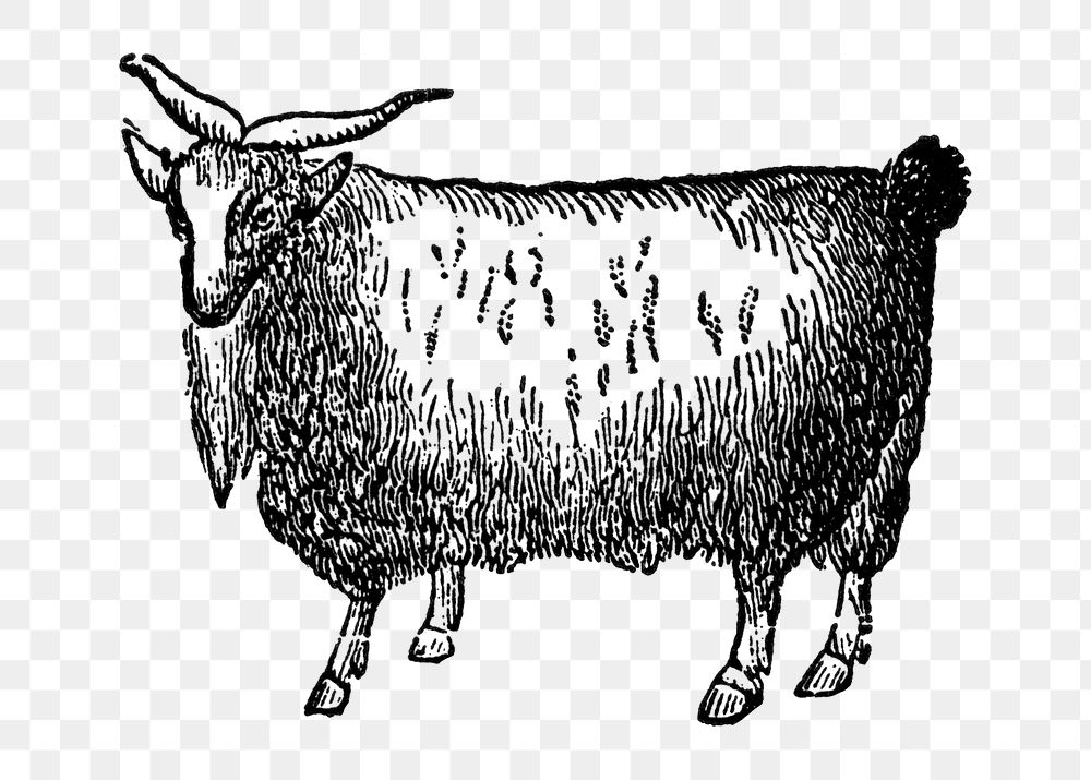 Goat sticker png, black ink drawing, digitally enhanced from our own original copy of The Open Door to Independence (1915)…