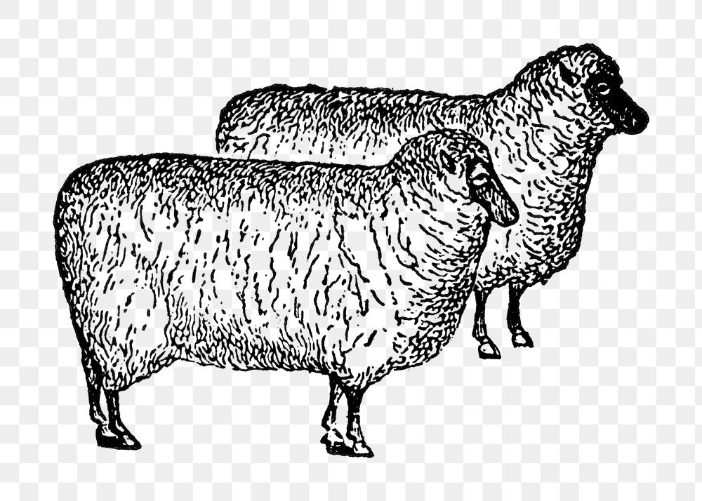 Sheep sticker png, black ink drawing, digitally enhanced from our own original copy of The Open Door to Independence (1915)…