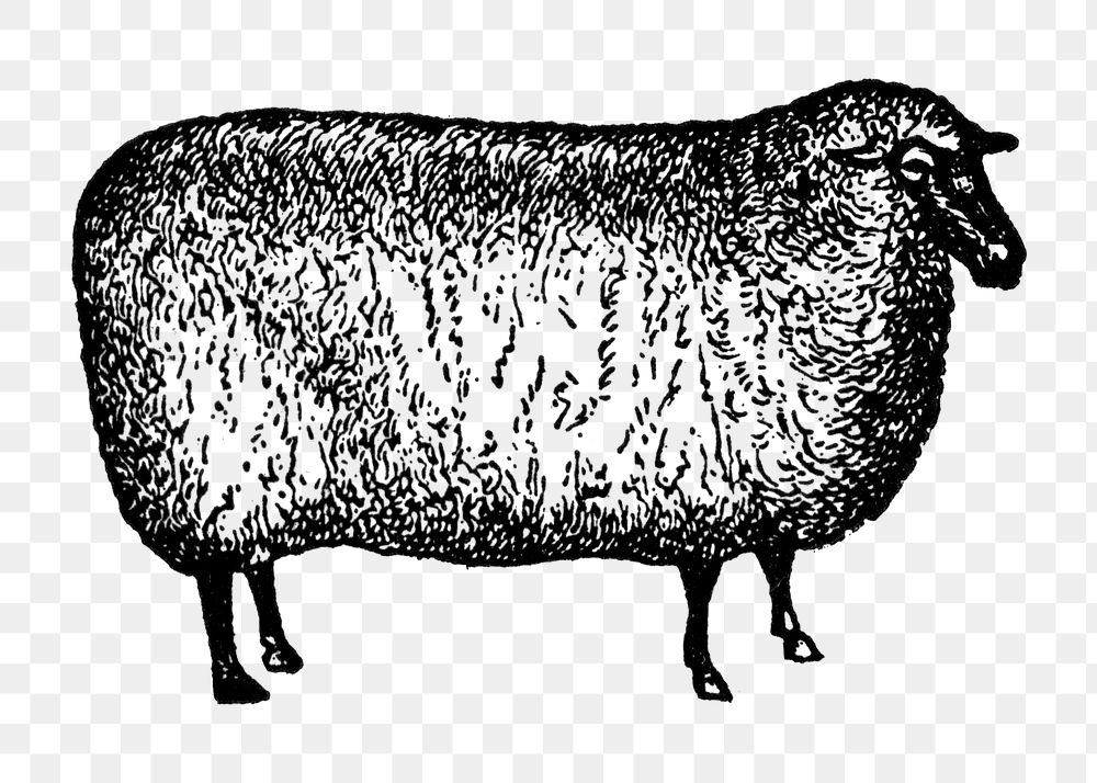 Sheep sticker png, black ink drawing, digitally enhanced from our own original copy of The Open Door to Independence (1915)…