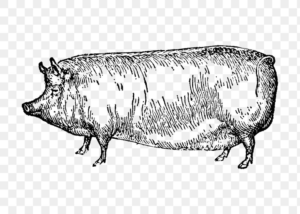 Pig sticker png, black ink drawing, digitally enhanced from our own original copy of The Open Door to Independence (1915) by…