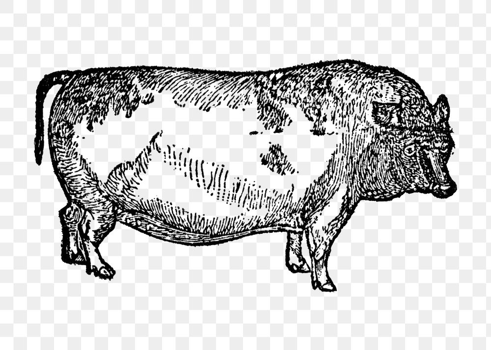 Pig sticker png, black ink drawing, digitally enhanced from our own original copy of The Open Door to Independence (1915) by…