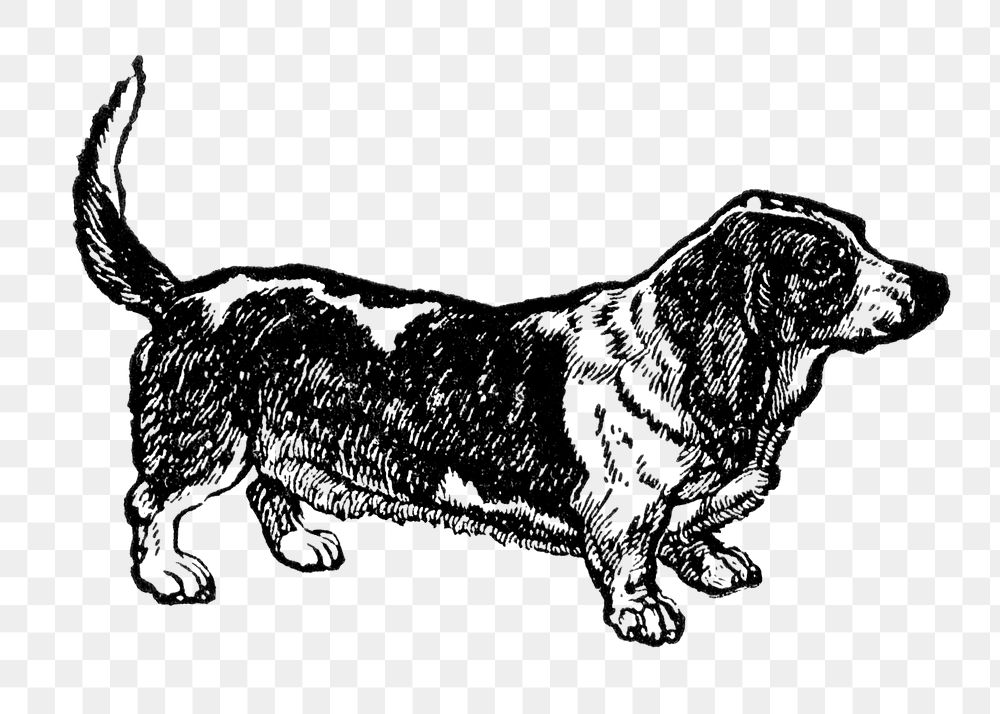 Basset Hound dog png collage element, black ink drawing, digitally enhanced from our own original copy of The Open Door to…