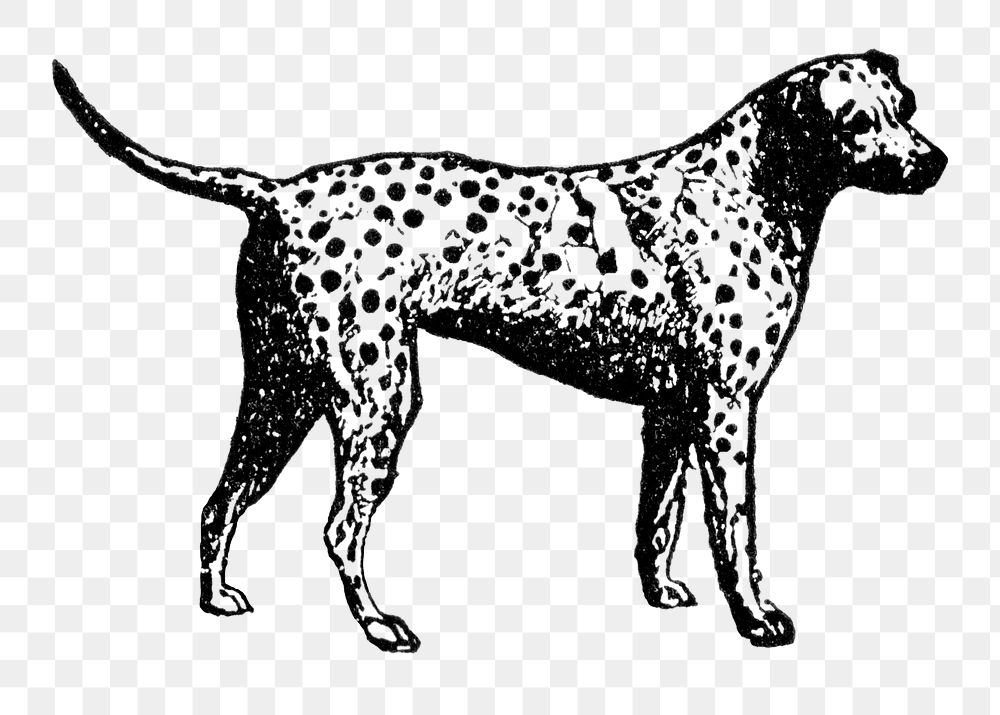 Dalmatian dog png collage element, black ink drawing, digitally enhanced from our own original copy of The Open Door to…