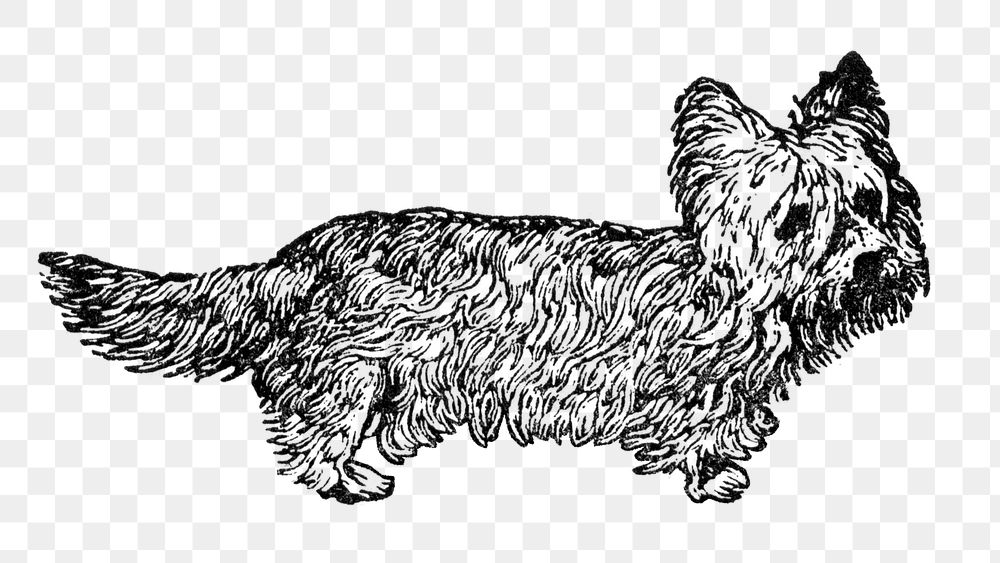 Prick Ear Skye Terrier dog png collage element, black ink drawing, digitally enhanced from our own original copy of The Open…