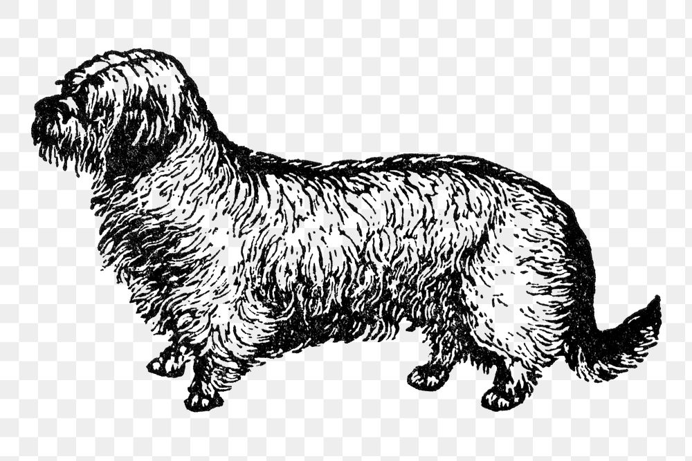 Drop Ear Skye Terrier dog png collage element, black ink drawing, digitally enhanced from our own original copy of The Open…