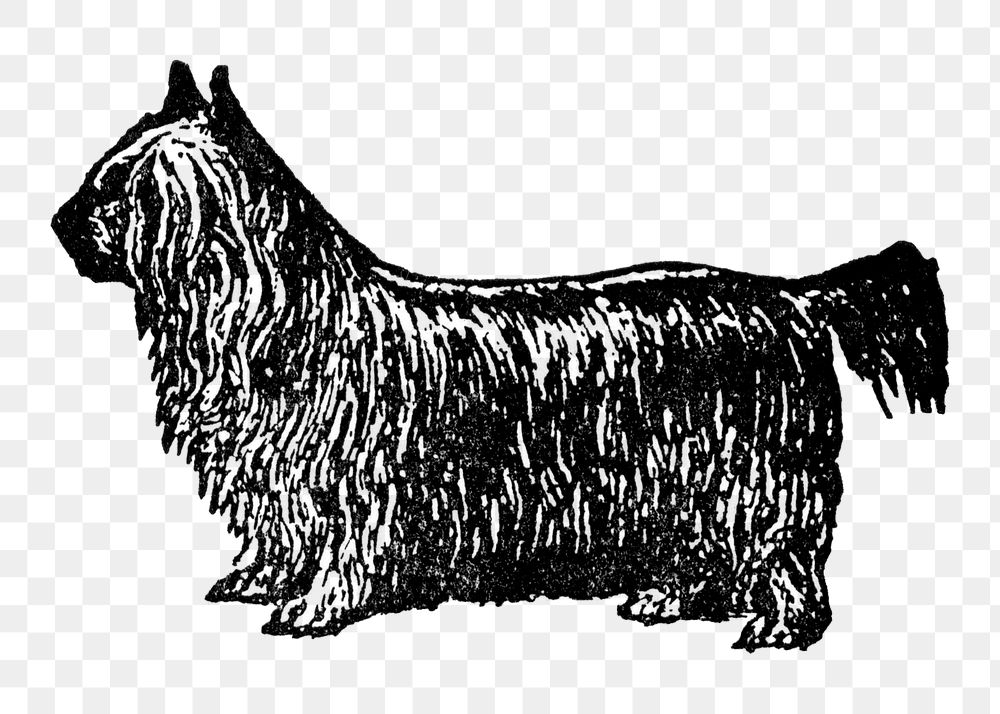 Yorkshire Terrier dog png collage element, black ink drawing, digitally enhanced from our own original copy of The Open Door…