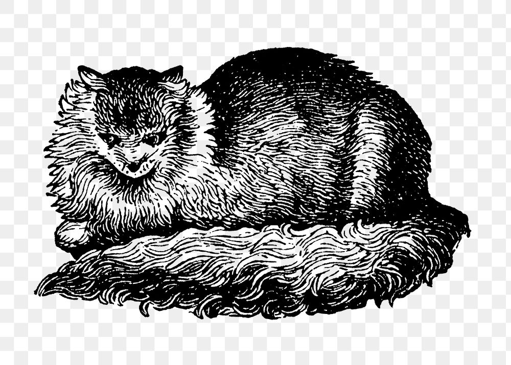 Persian cat sticker png, black ink drawing, digitally enhanced from our own original copy of The Open Door to Independence…