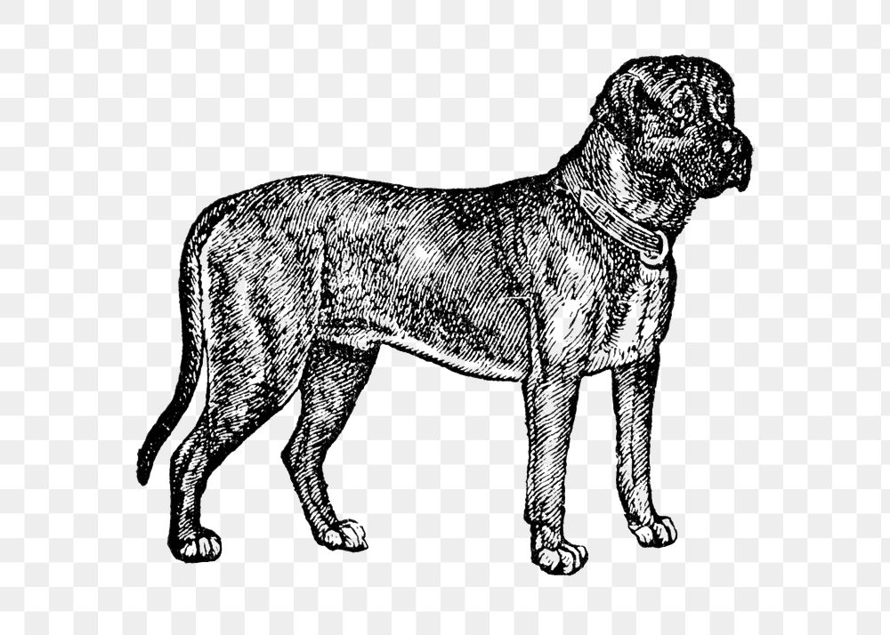 English Mastiff dog png collage element, black ink drawing, digitally enhanced from our own original copy of The Open Door…