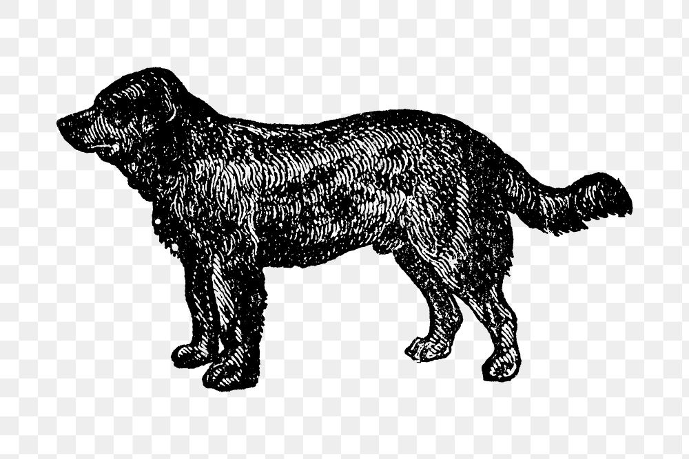 Newfoundland dog png collage element, black ink drawing, digitally enhanced from our own original copy of The Open Door to…