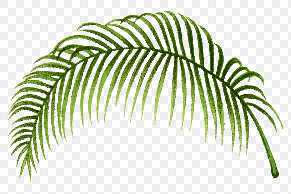 Palm leaf png sticker, hand drawn botanical design clip art, transparent background