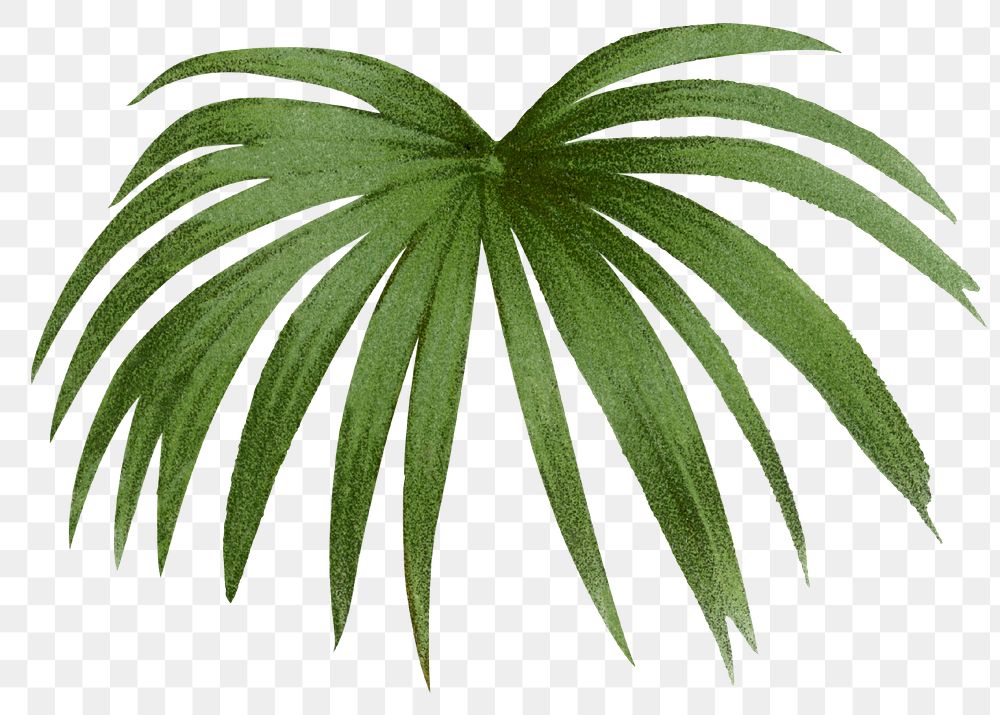 Botanical palm leaf png sticker, aesthetic tropical clip art, transparent background