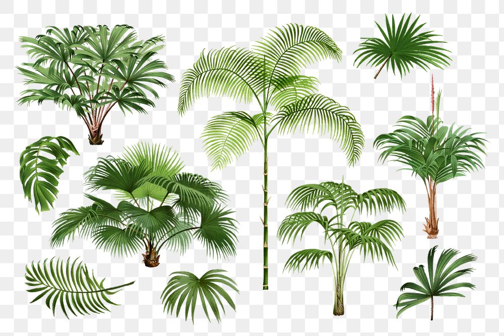 Palm tree png sticker, watercolor botanical design clip art set, transparent background