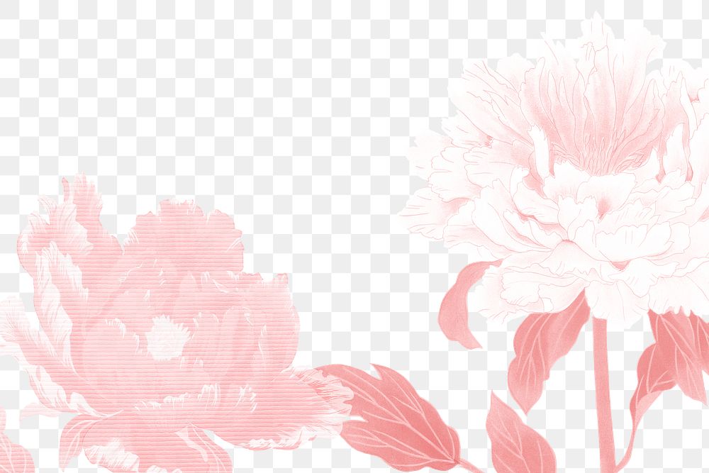 Peony png border, pink flower, floral design on transparent background