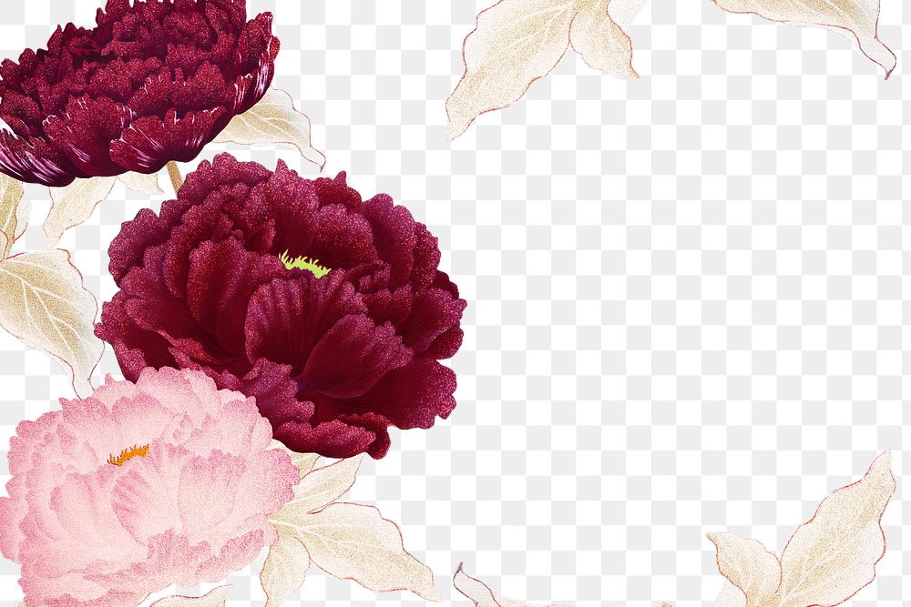 Peony png frame, red, pink, and white flower, floral design on transparent background