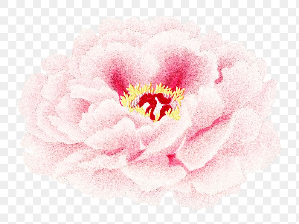 Japanese peony png clipart, pink botanical floral design on transparent background