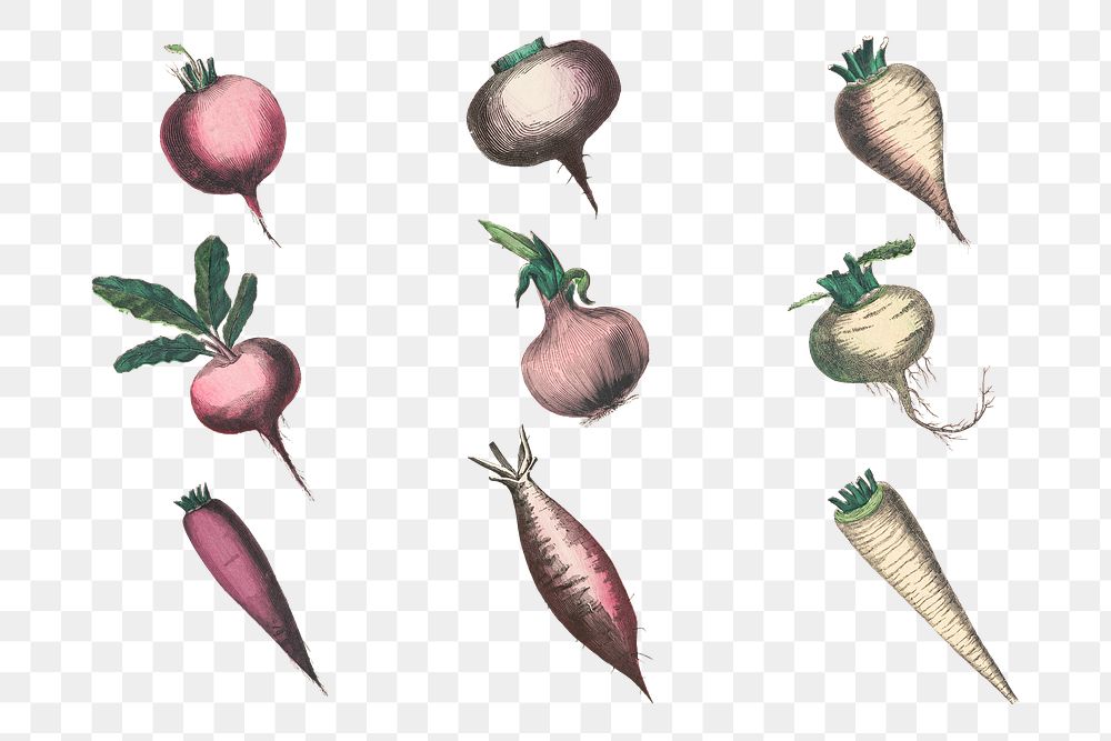 Root vegetable png set, remix from artworks by by Marcius Willson and N.A. Calkins