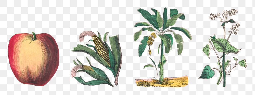 Vintage botanical png art print set, remix from artworks by by Marcius Willson and N.A. Calkins