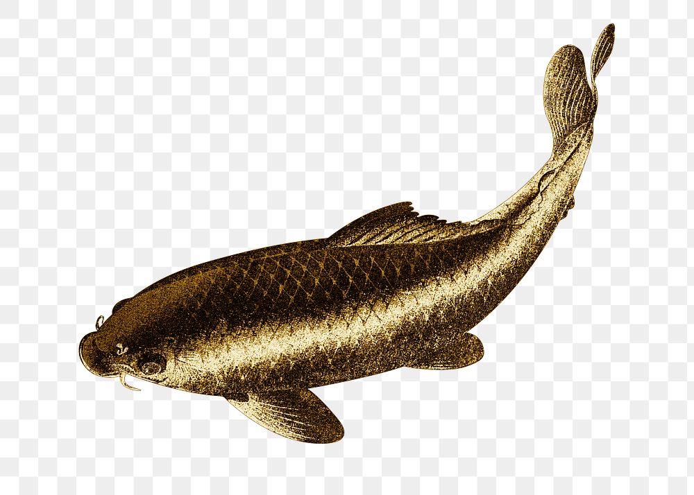 Gold carp fish design element 