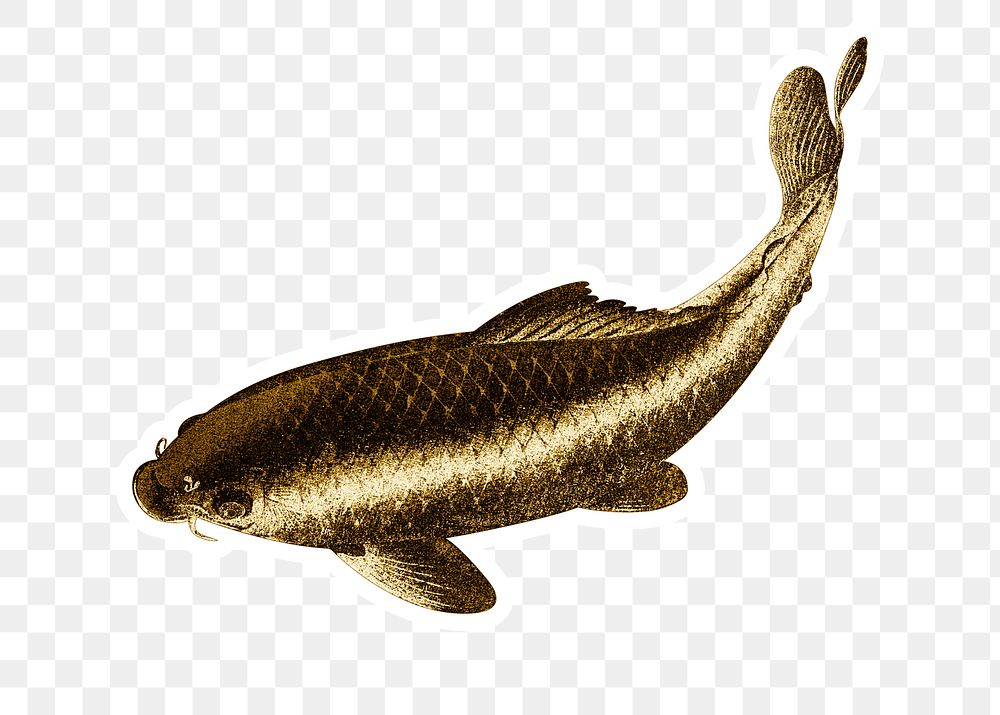 Gold carp fish sticker overlay design element